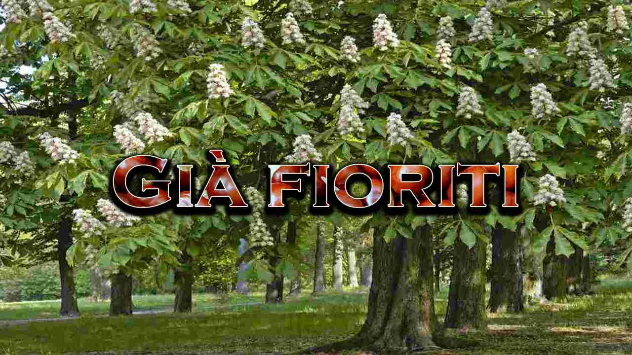 problemi fioritura anticipata castagni