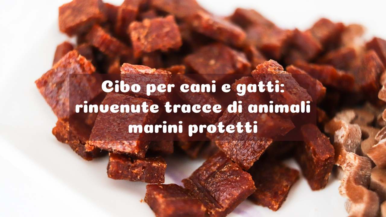 cibo cani gatti