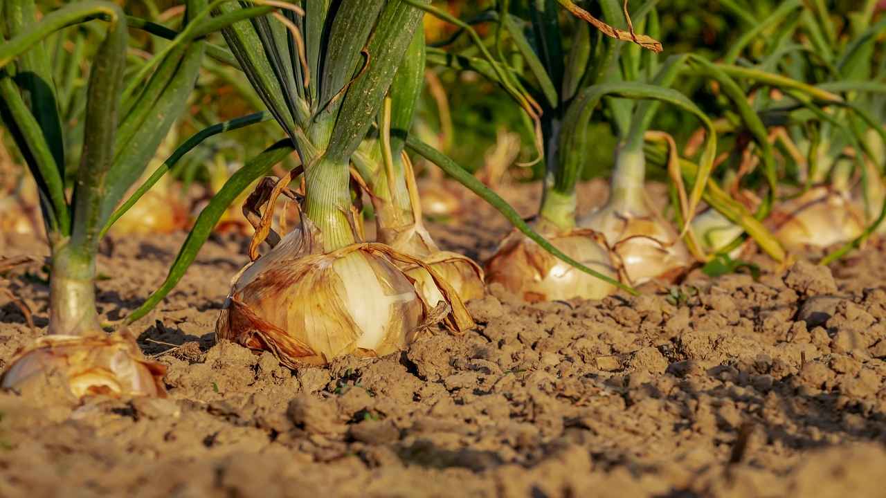 quando trapiantare la cipolla