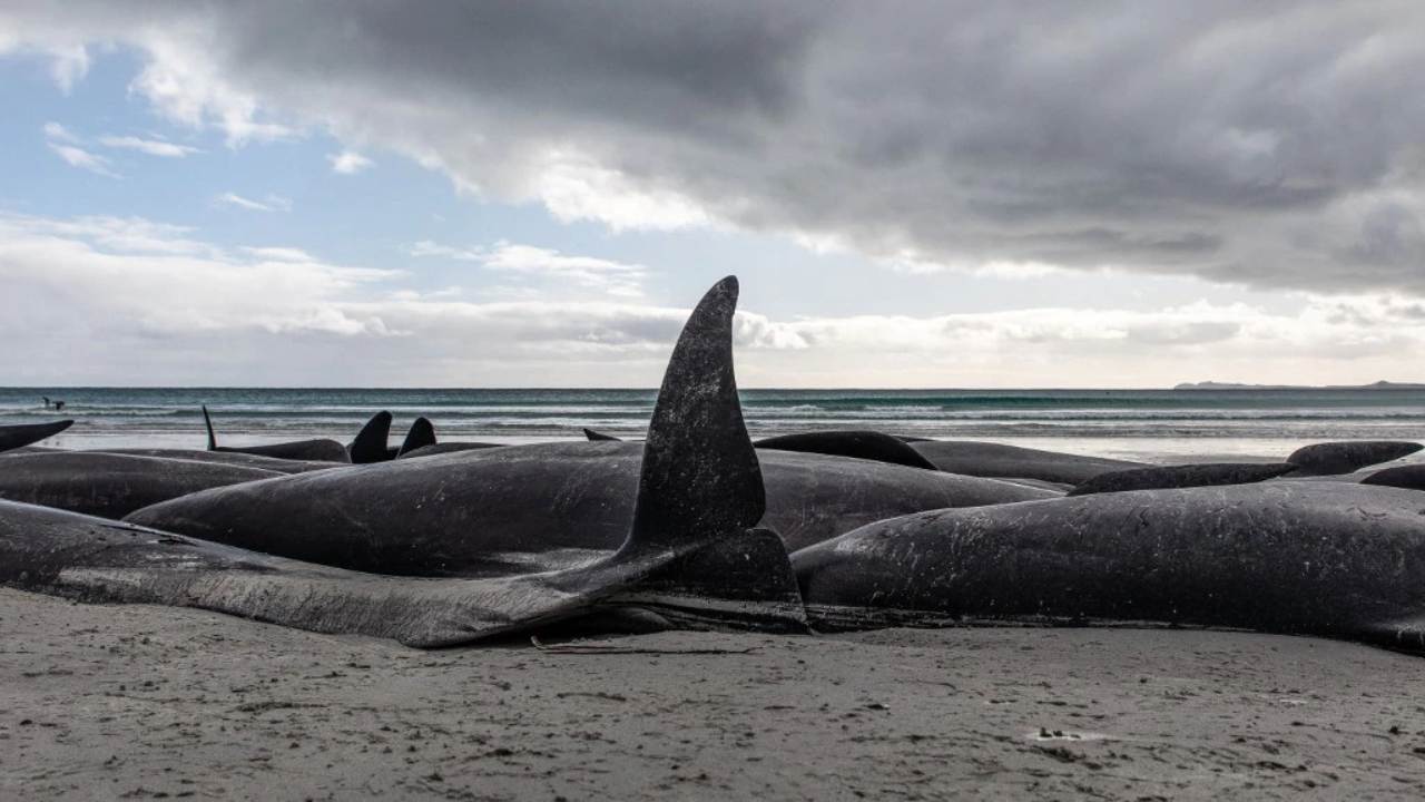 Delfini Spiaggiati In Nuova Zelanda, 250 Esemplari Rischiano La Vita