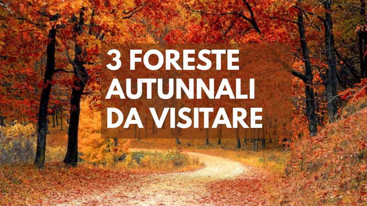 boschi autunno classifica