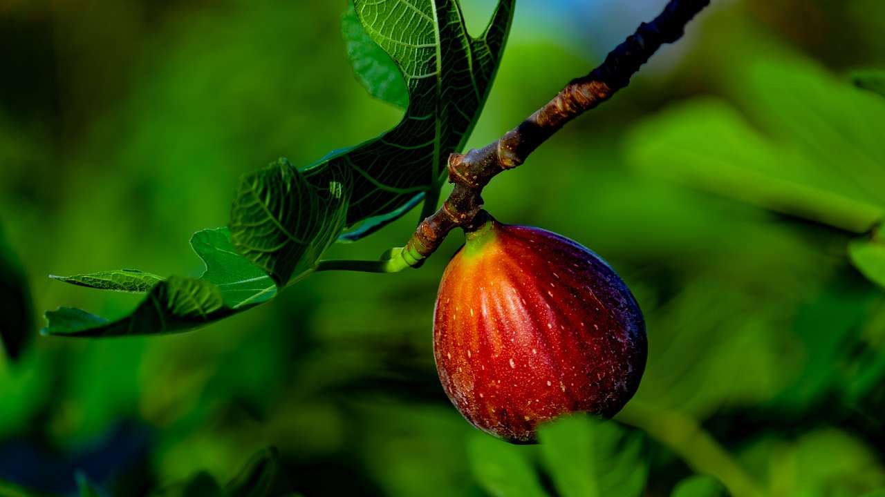 Ficus aspetti curiosi