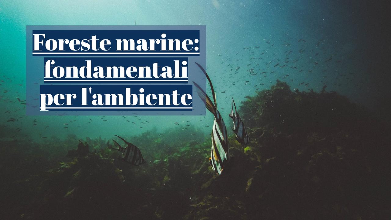 foreste marine salute ambiente