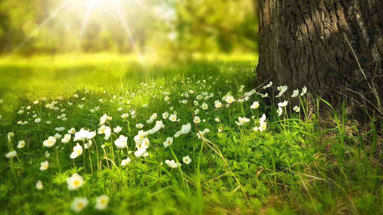 Foresta effetti benefici