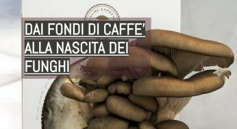 Funghi nati dai fondi di caffè, Antonio Di Giovanni ha dato vita a Circular farm