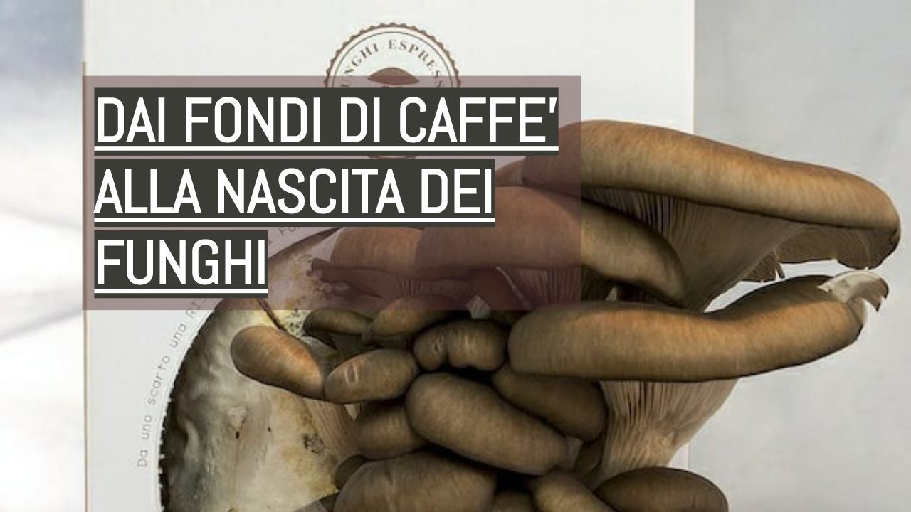 Funghi fondi caffè