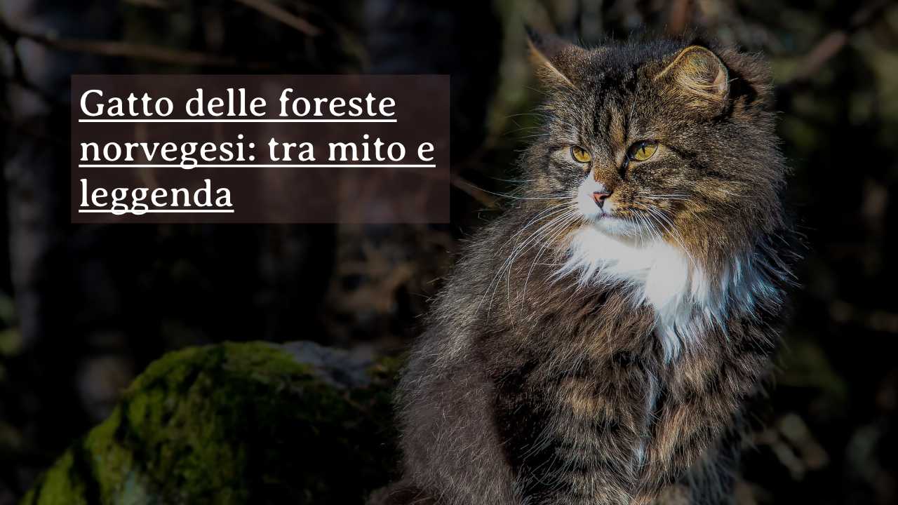 gatto norvegese caratteristiche