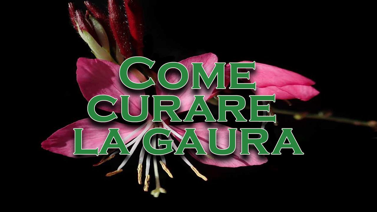 curare la gaura