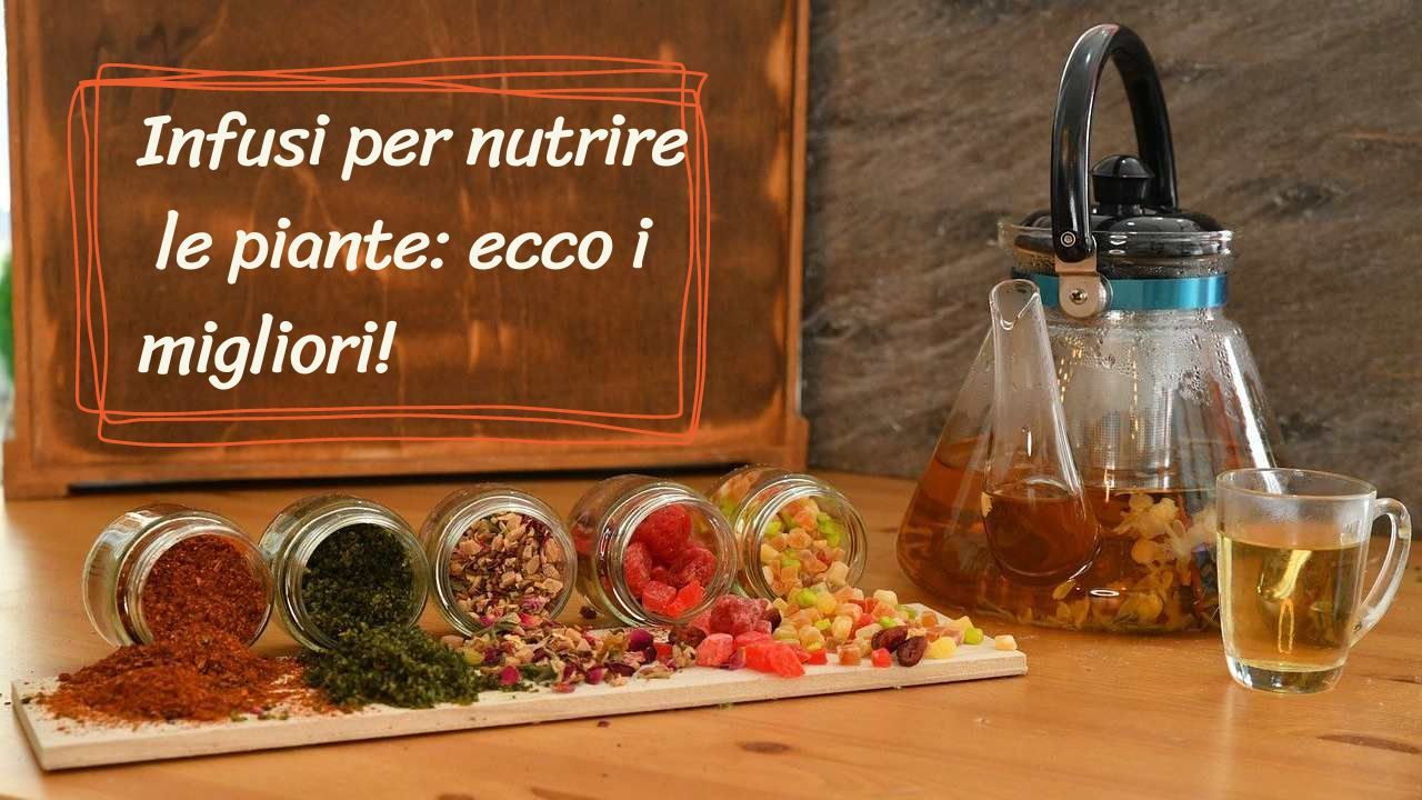 Nutrire piante infusi