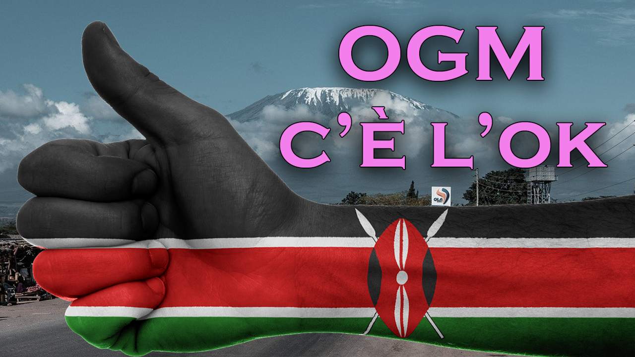 cosa ha spinto kenya usare ogm