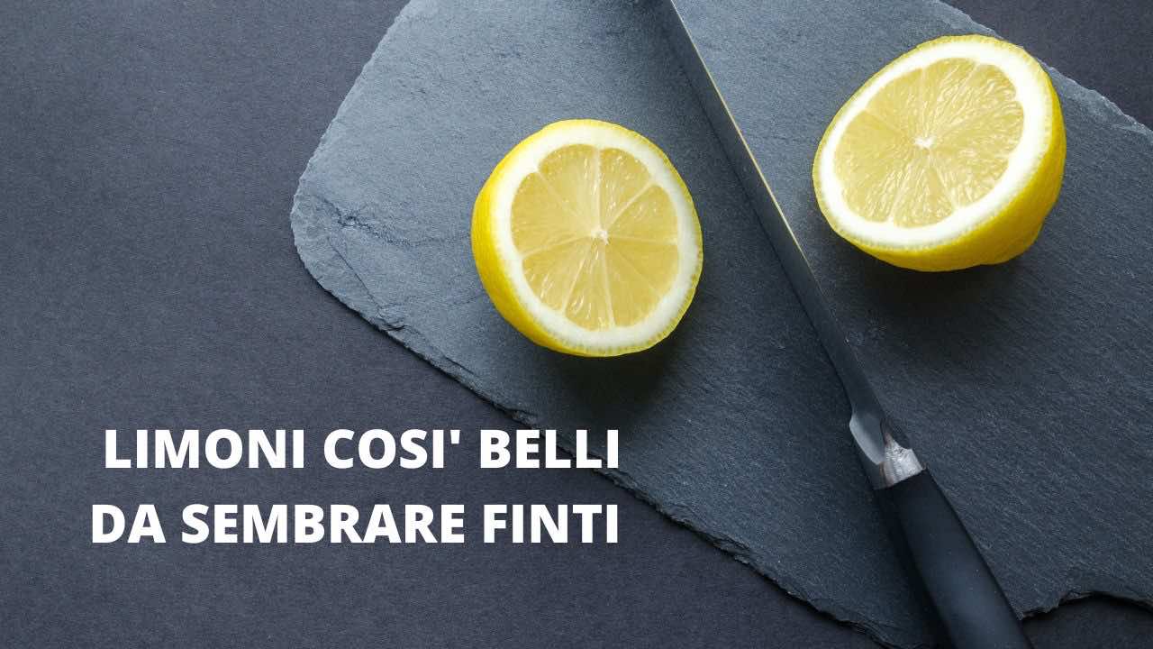 limoni belli coltivazione