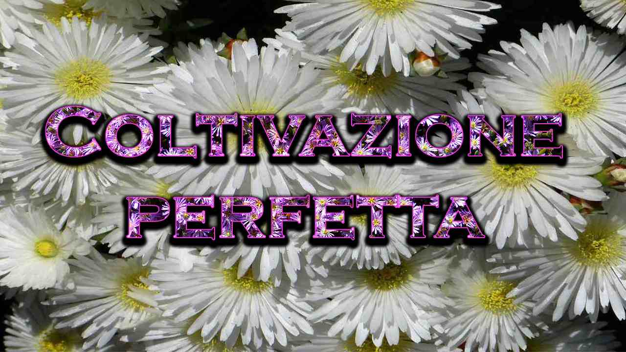 come coltivare Lampranthus