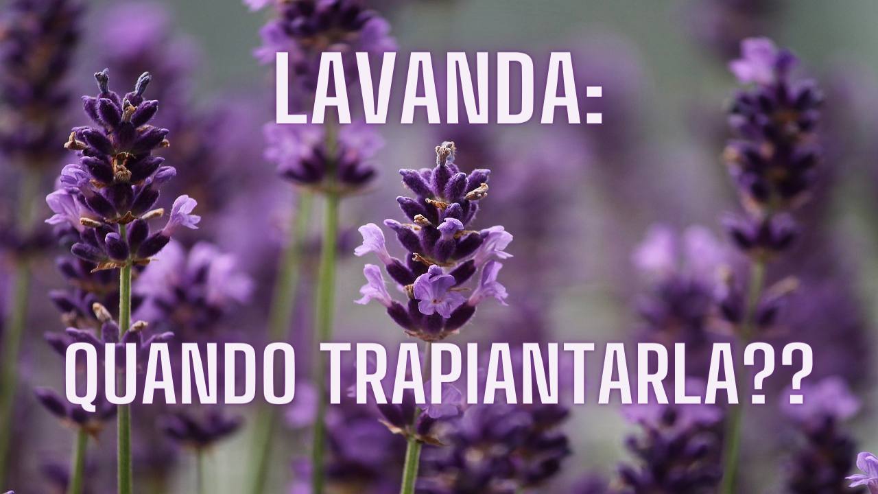 Lavanda trapianto periodo