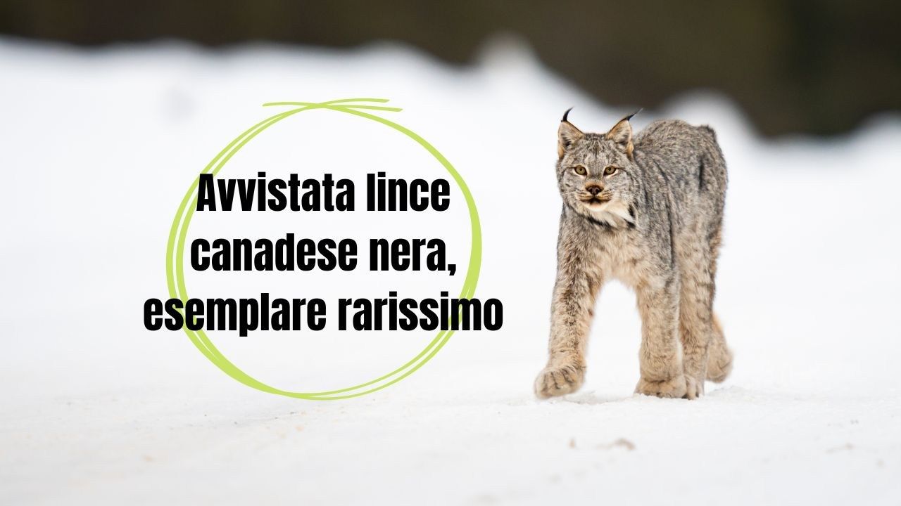 Lince canadese nera