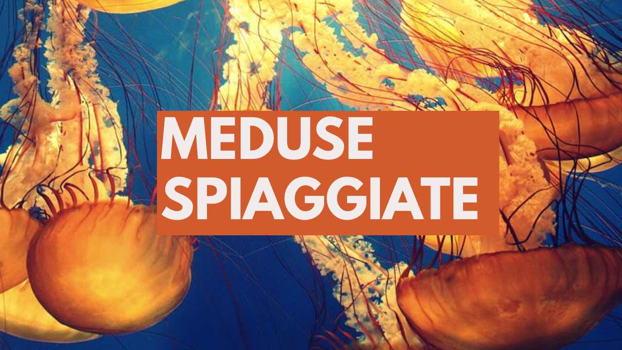 meduse invasione ottobre