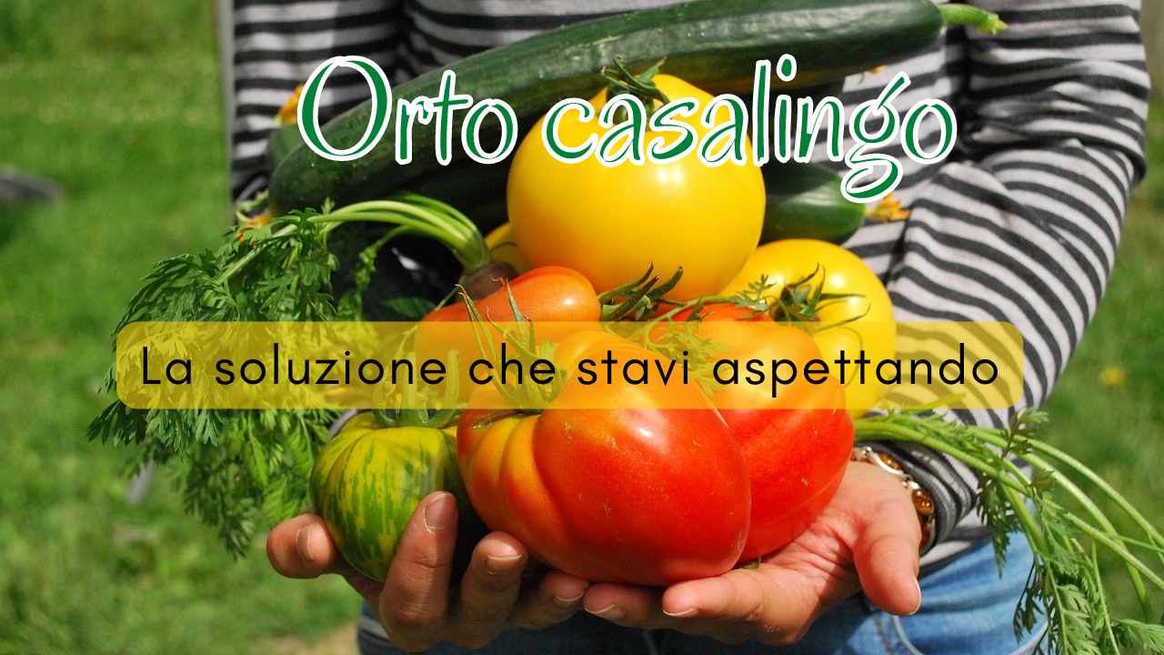 orto casalingo raccolto