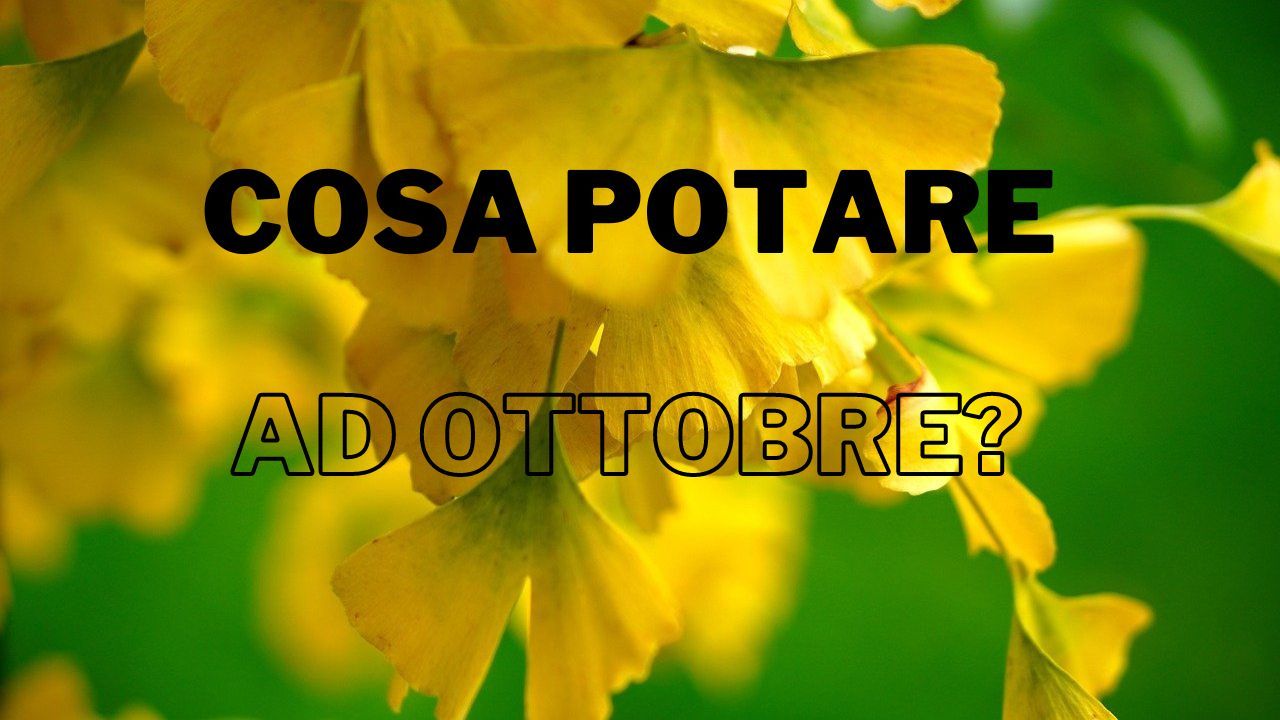 Potature ottobre ginko