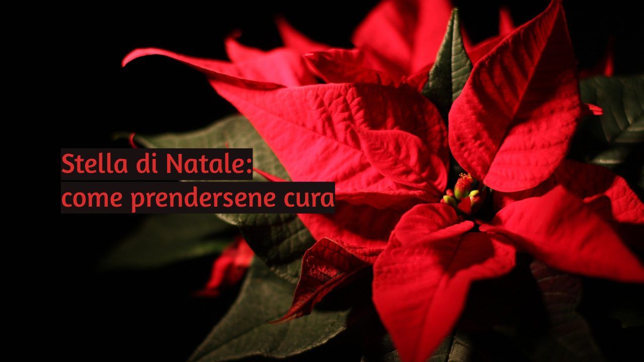 Piantare stella Natale