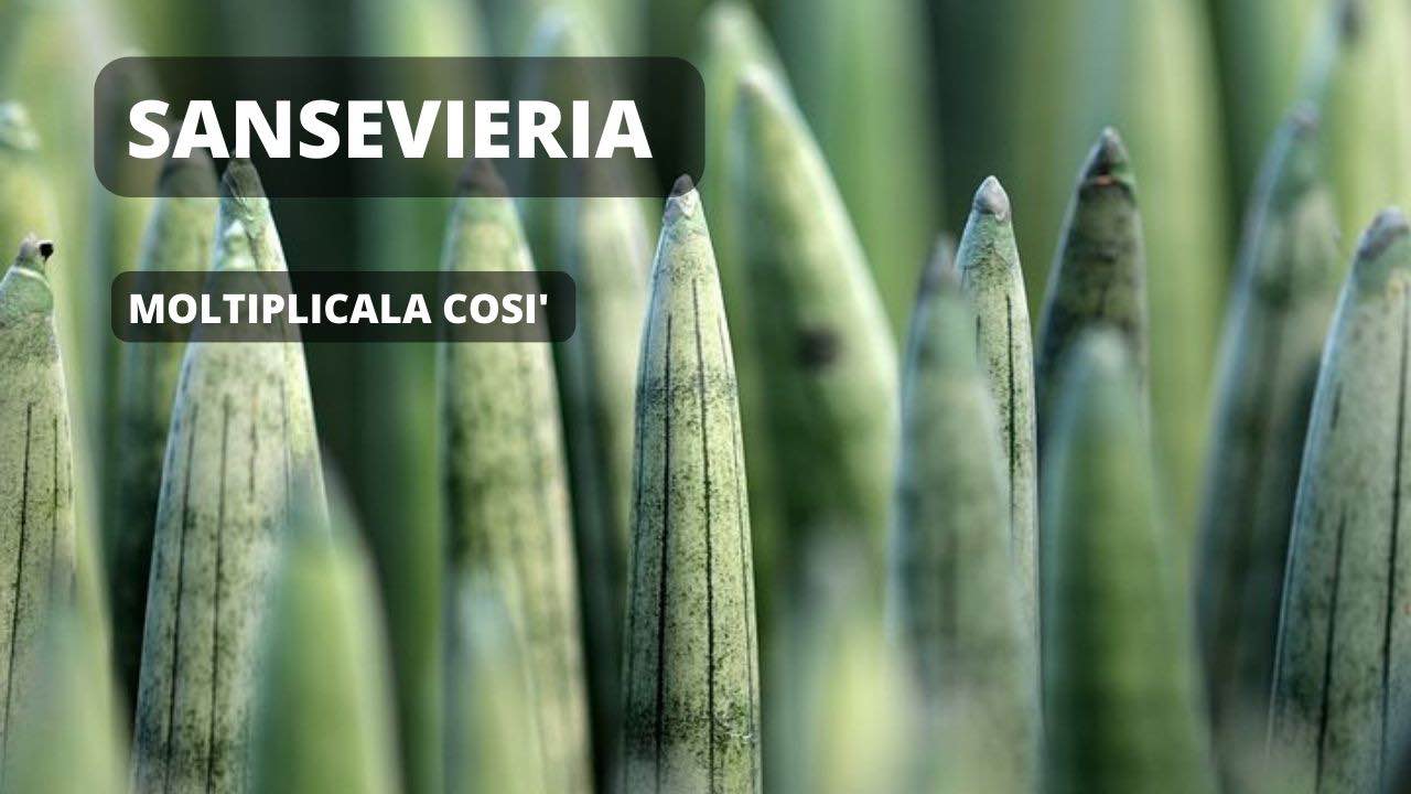 sansevieria moltiplicazione coltivazione