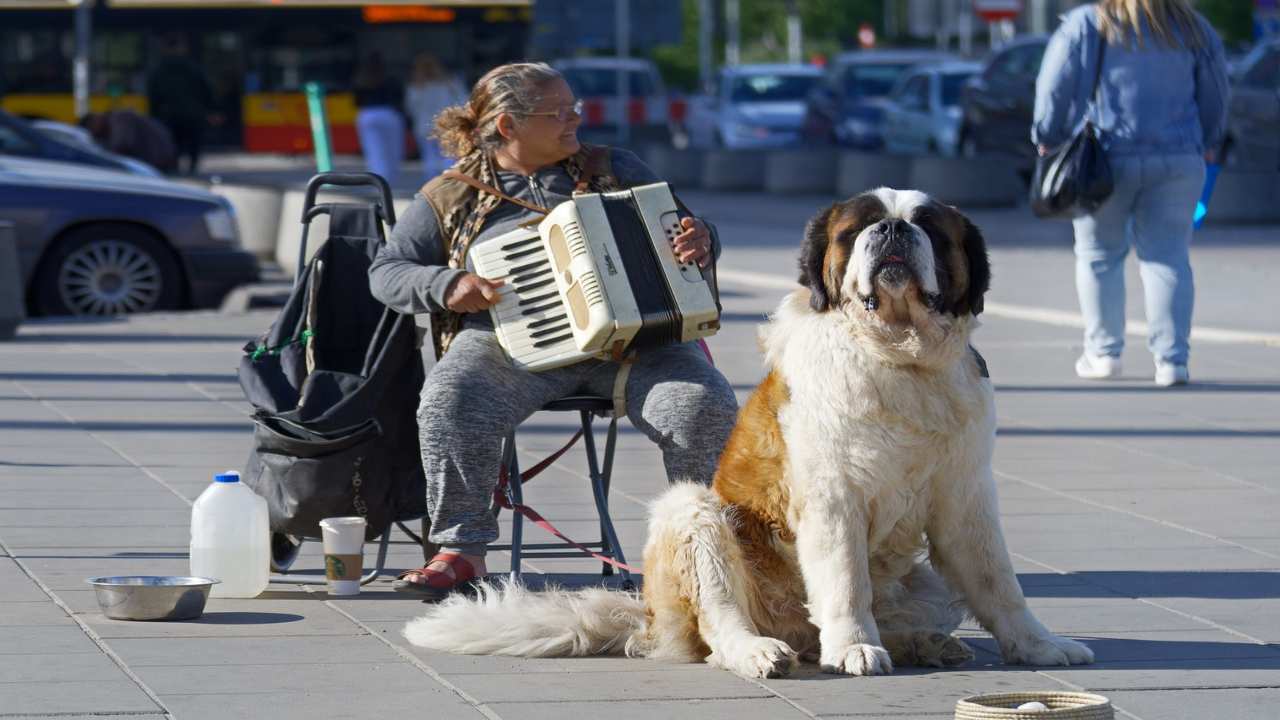 cani piace musica?