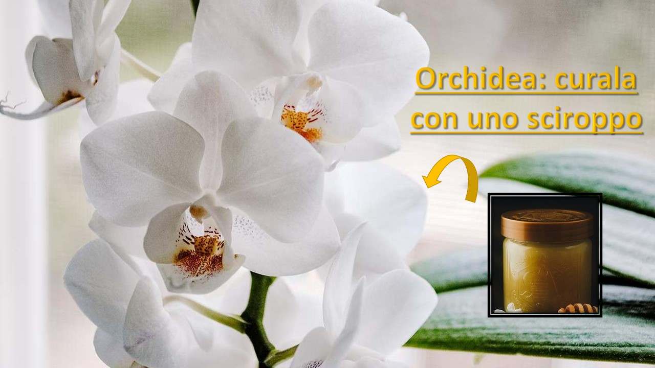 Sciroppo orchidea cura metodo