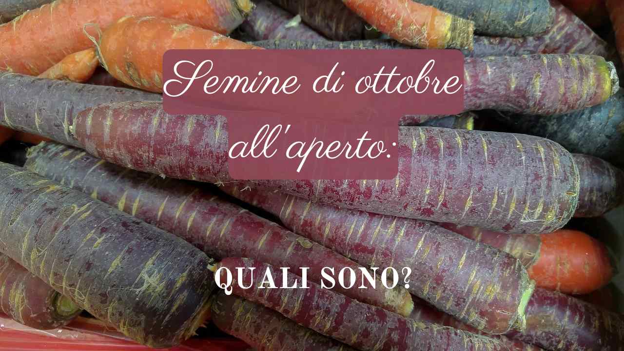 semine ottobre all'aperto