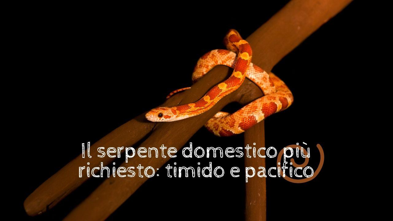 serpente domestico