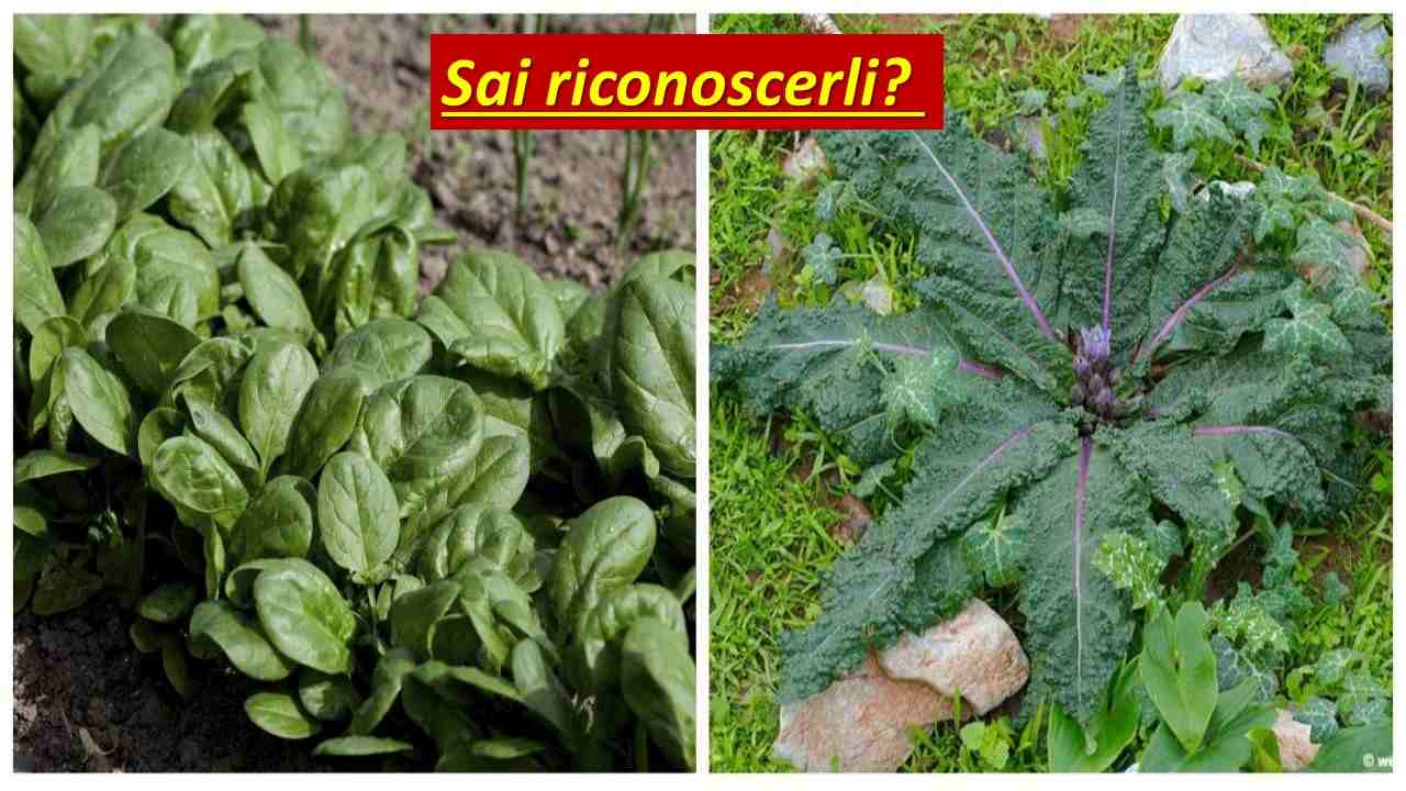 Spinaci mandragora differenze