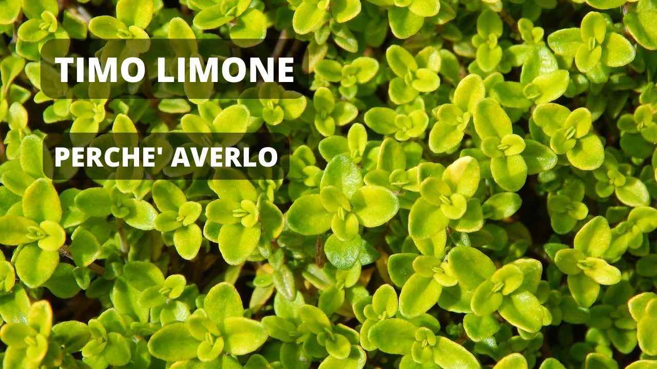 timo limone coltura