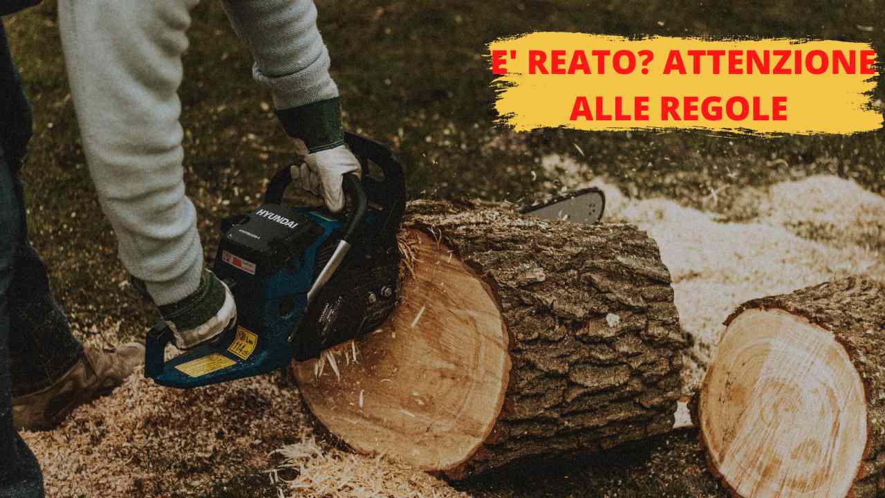 CRONACA - Taglia abusivamente un bosco per vendere legna da ardere:  denunciato per furto