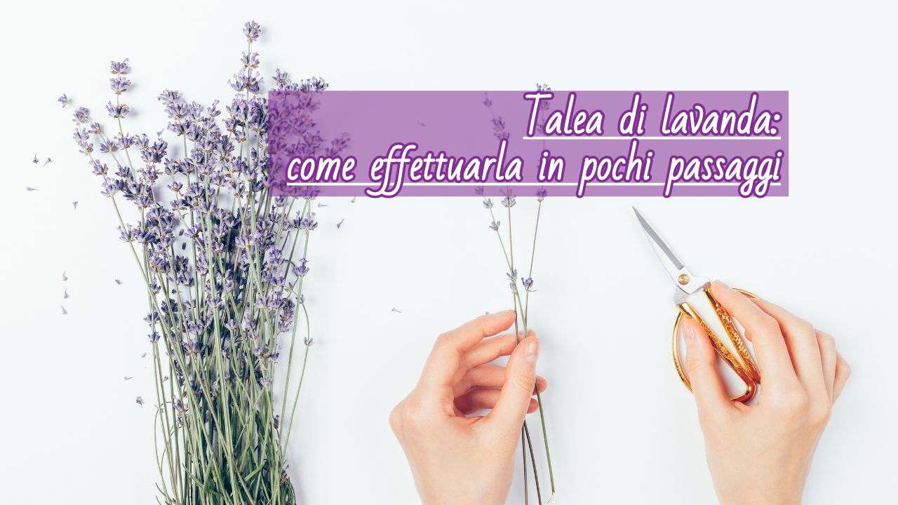 talea lavanda