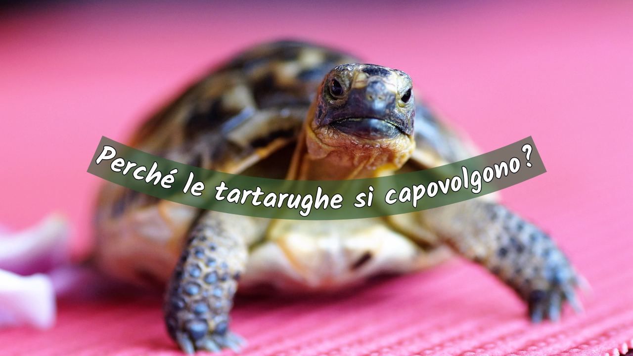 tartaruga si capovolge