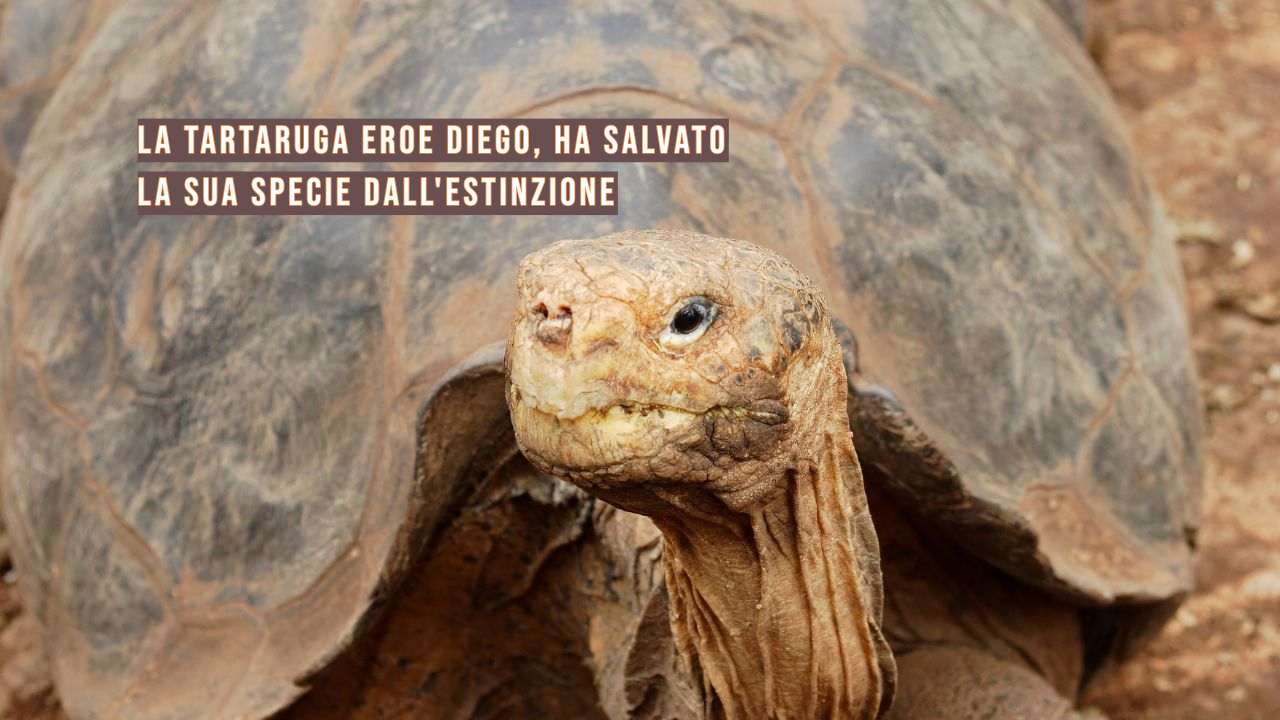 Diego eroe tartarughe