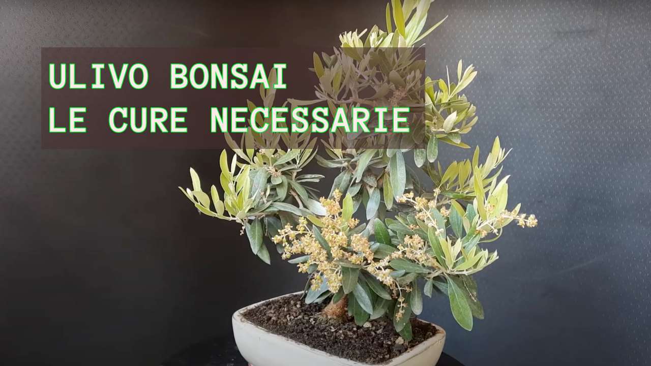 coltivare ulivo bonsai