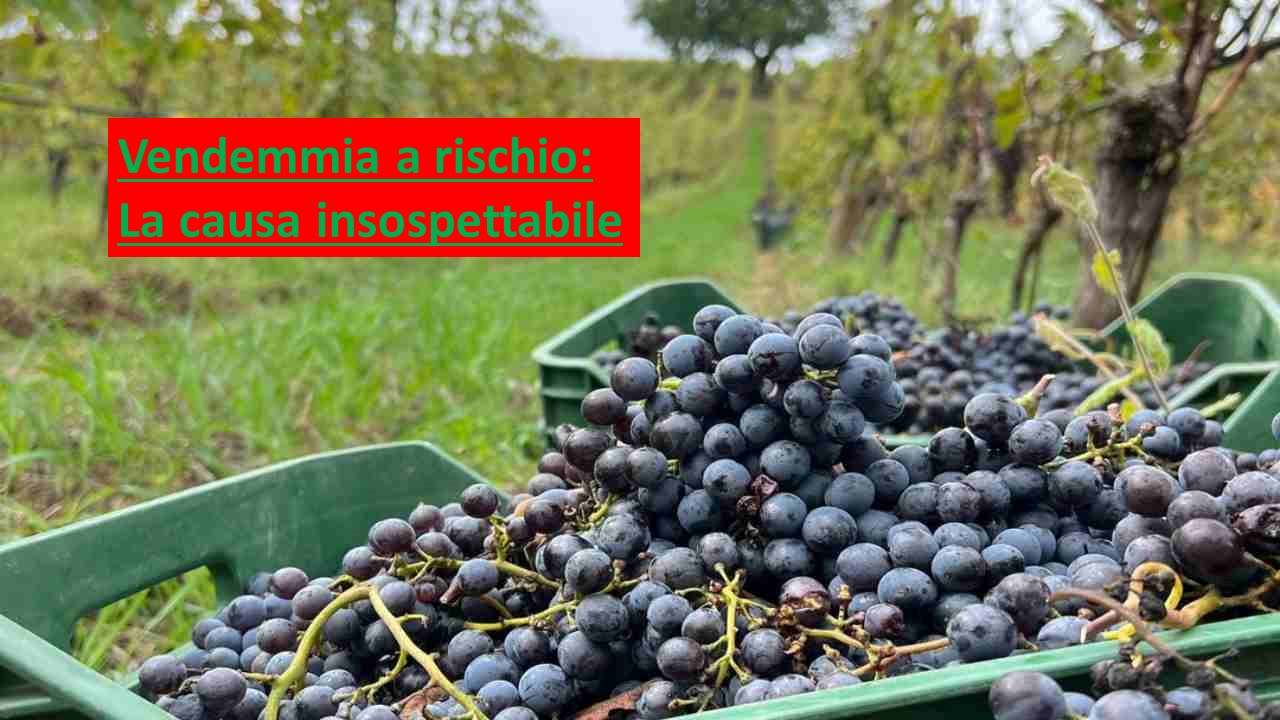 Vendemmia rischio cause