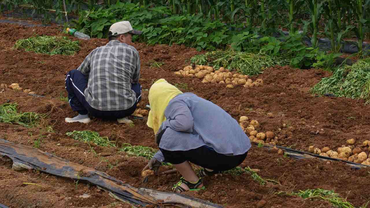 sovranità alimentare non c'entra nazionalità