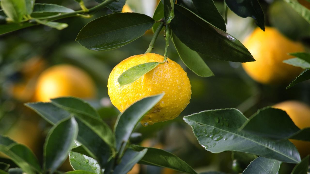 Cocciniglia sui limoni, è un grave problema ma risolvibile. La soluzione  rapida ed economica