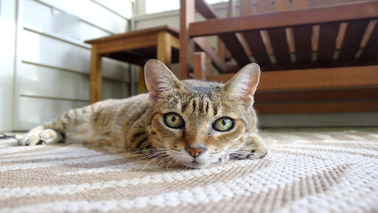 convivenza possibile tra cani e gatti