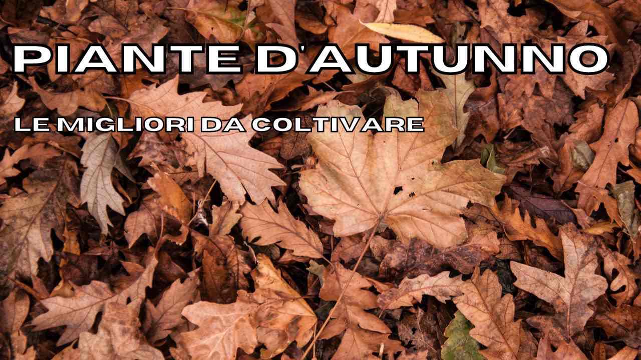 autunno lista piante