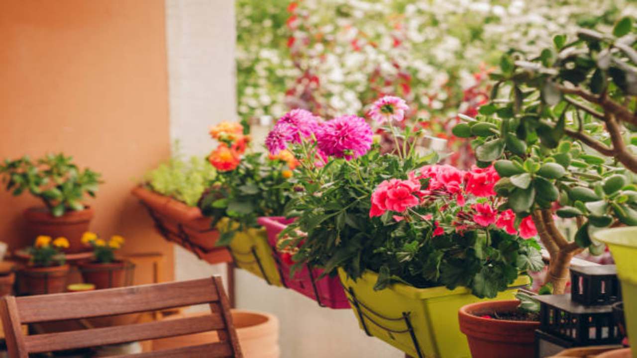 Fiori colorati anche in autunno