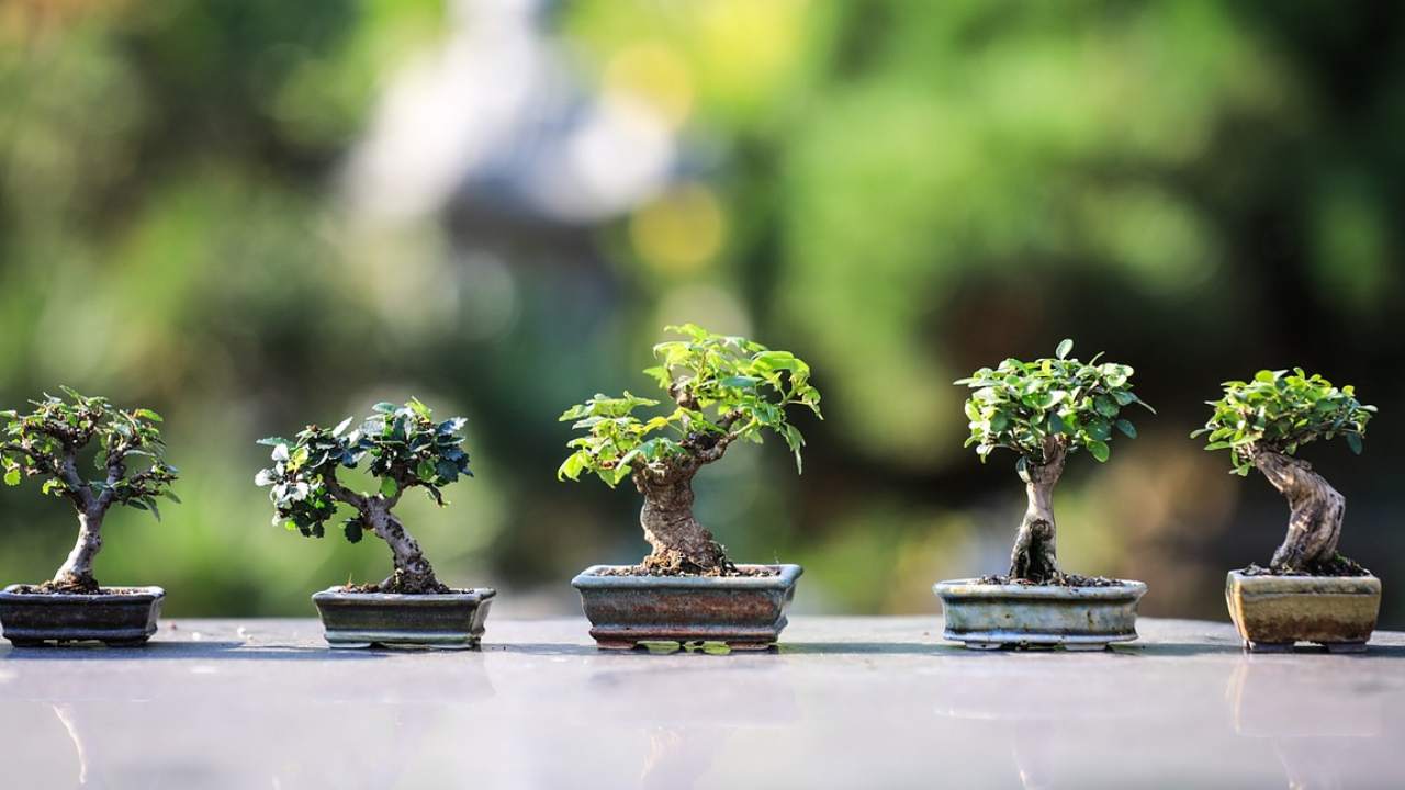 ficus bonsai metodo controllare altezza