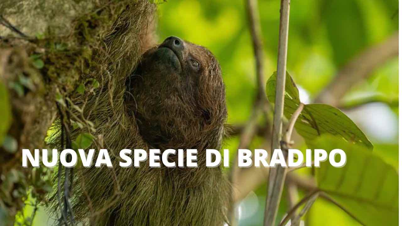 bradipo nuova scoperta