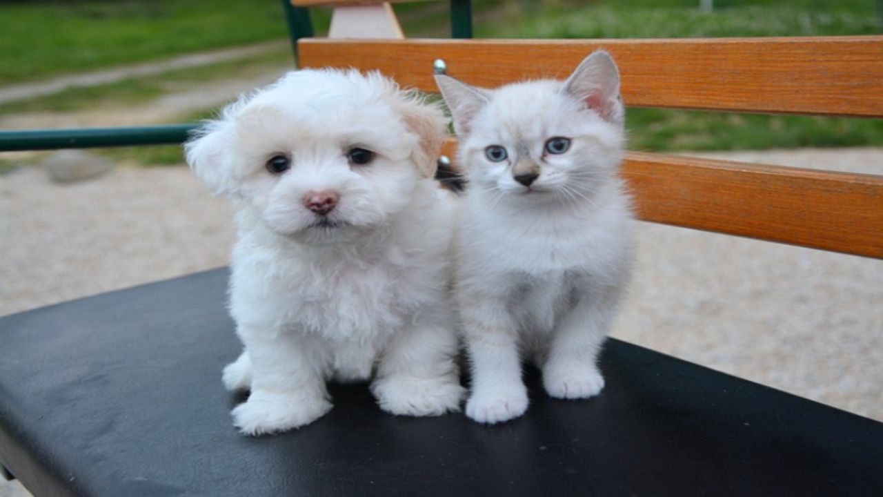 cane gatto abbandoni 15% in più crisi