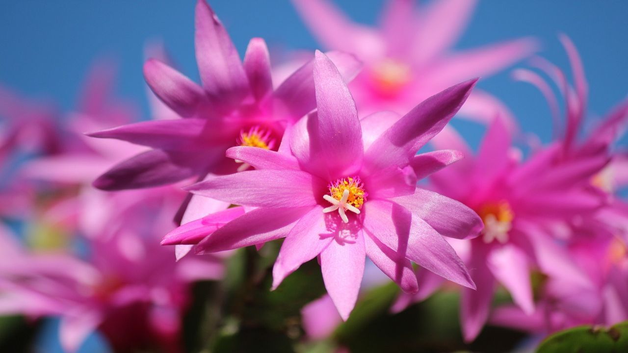 cactus natale posto migliore per crescere