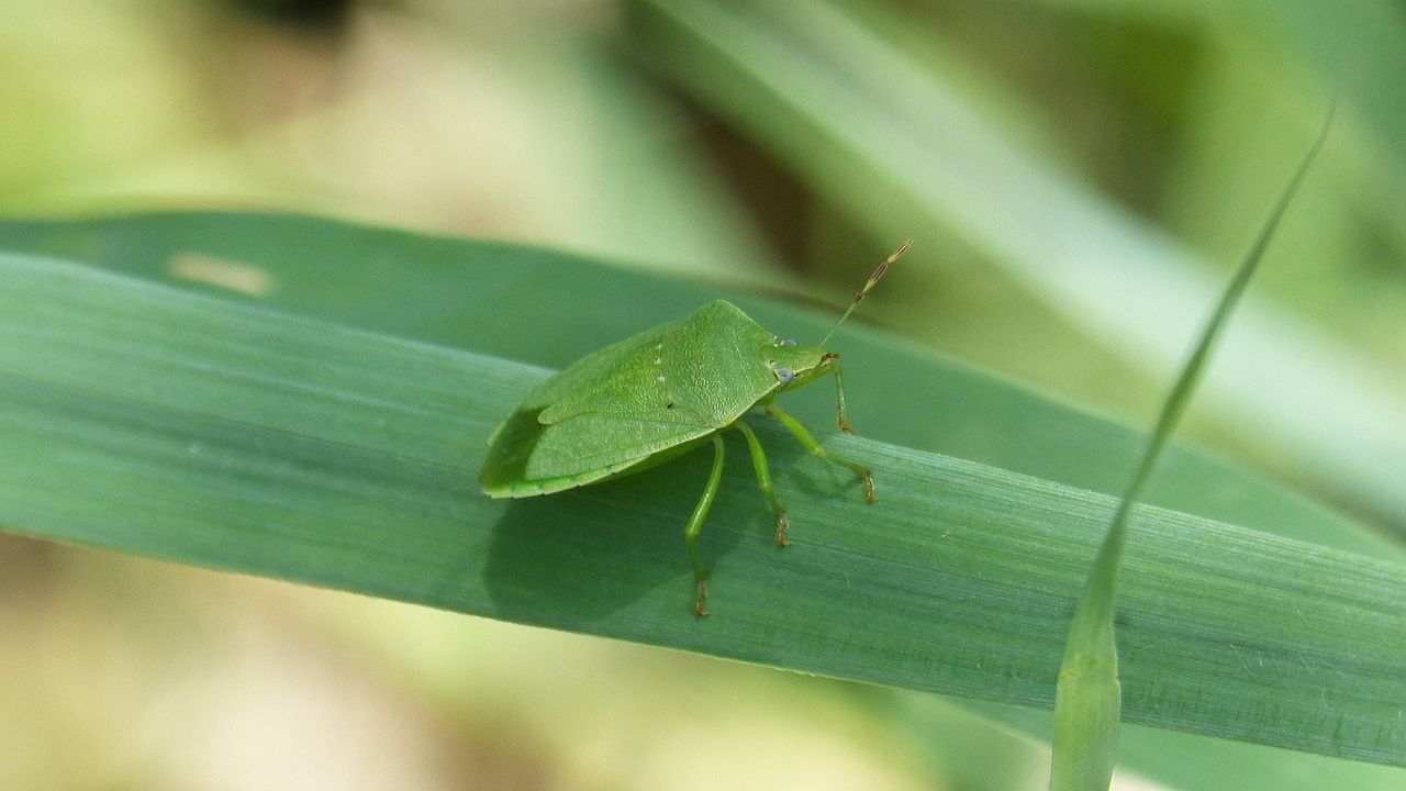 cimice verde eliminarla rimedi naturali