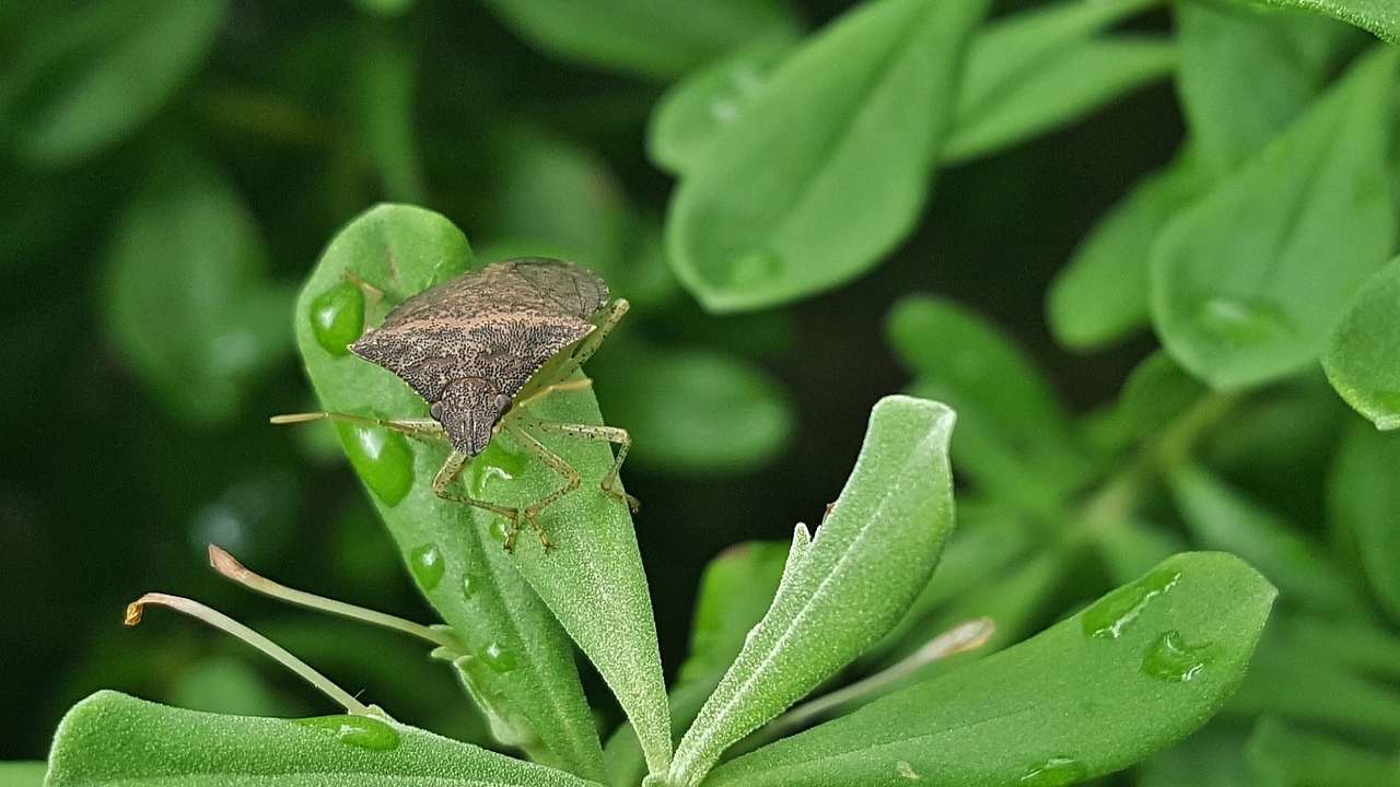 cimici alberi da frutto incubo autunnale