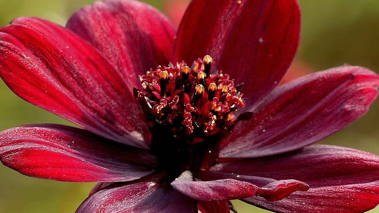 fiore cioccolato coltivare giardino