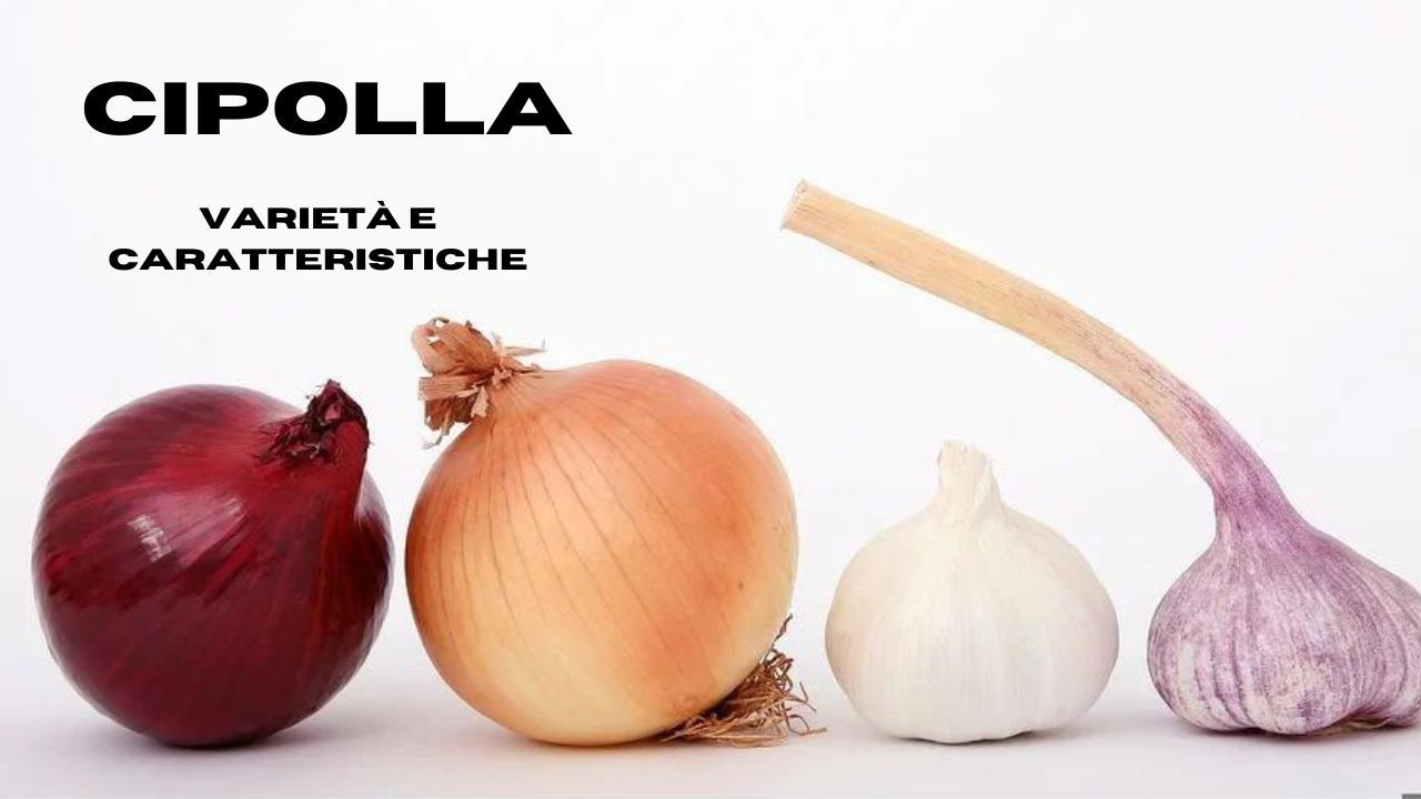 cipolla specie diverse