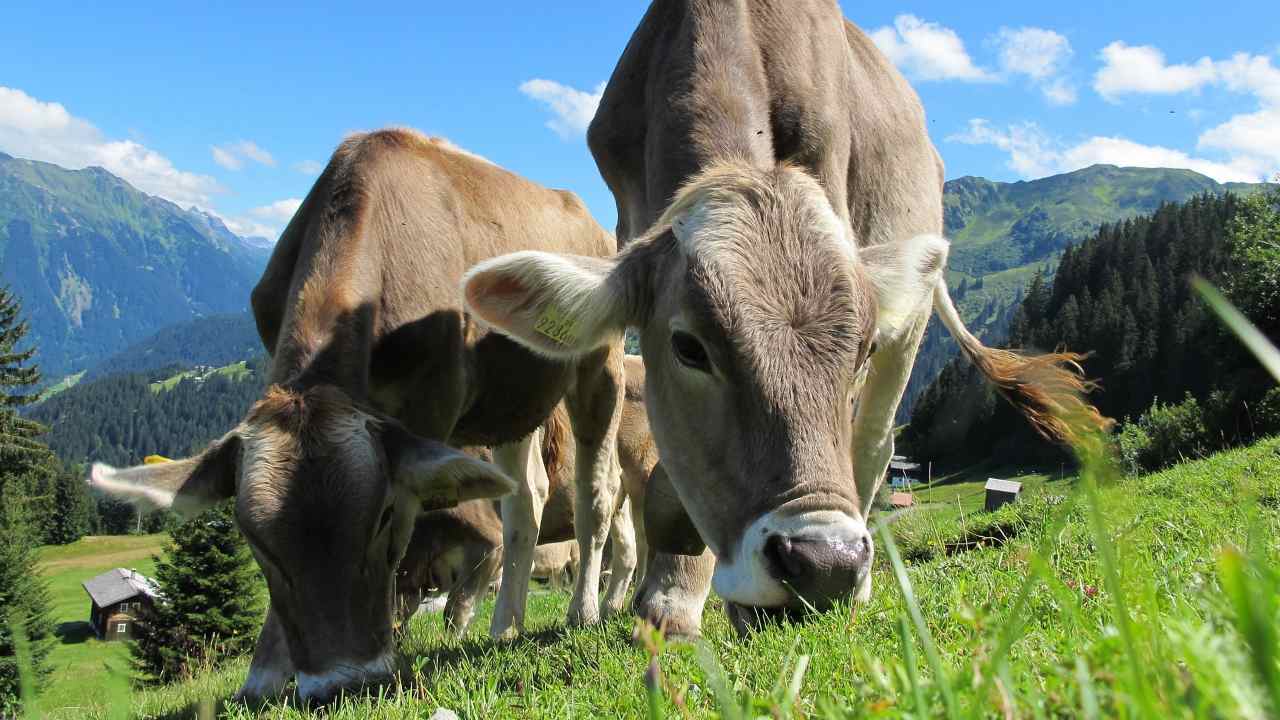 allevamento sostenibile carne anti-obesità