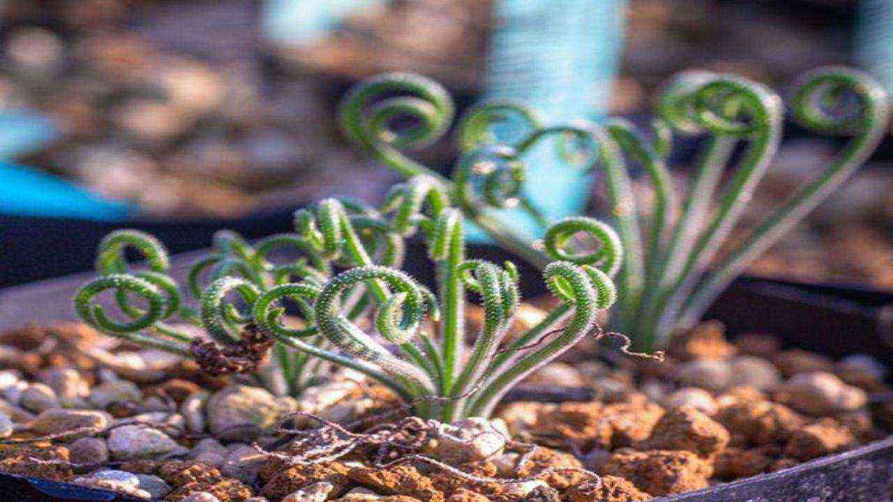 foglie albuca spiralis